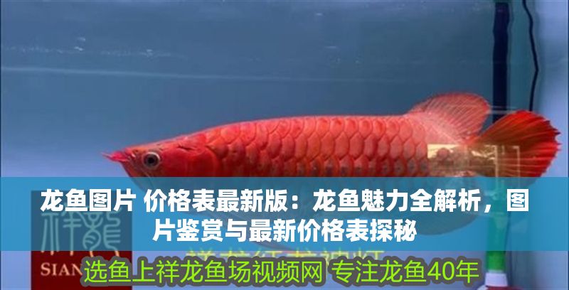 龍魚圖片 價格表最新版：龍魚魅力全解析，圖片鑒賞與最新價格表探秘