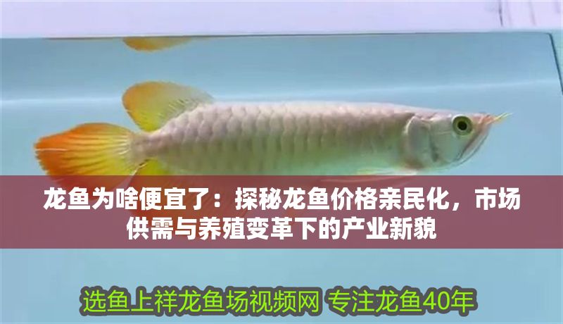 龍魚為啥便宜了：探秘龍魚價格親民化，市場供需與養(yǎng)殖變革下的產(chǎn)業(yè)新貌