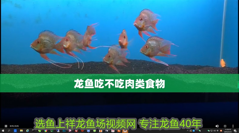龍魚干蝦有營養嗎 龍魚吃不吃肉類食物 龍魚百科 龍魚吃不吃肉類食物 龍魚吃不吃肉類食物 龍魚百科