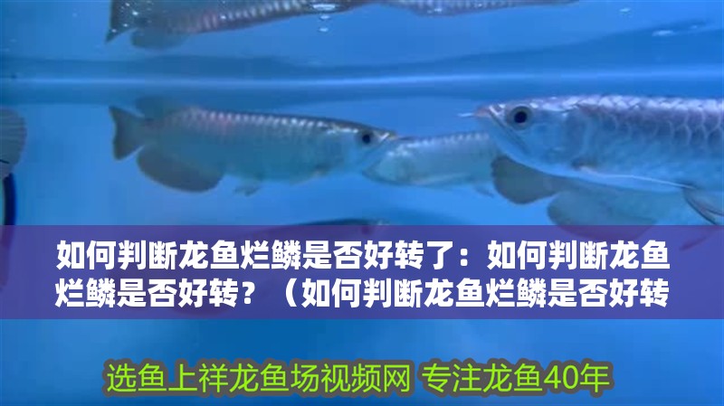 如何判斷龍魚爛鱗是否好轉了：如何判斷龍魚爛鱗是否好轉？（如何判斷龍魚爛鱗是否好轉）