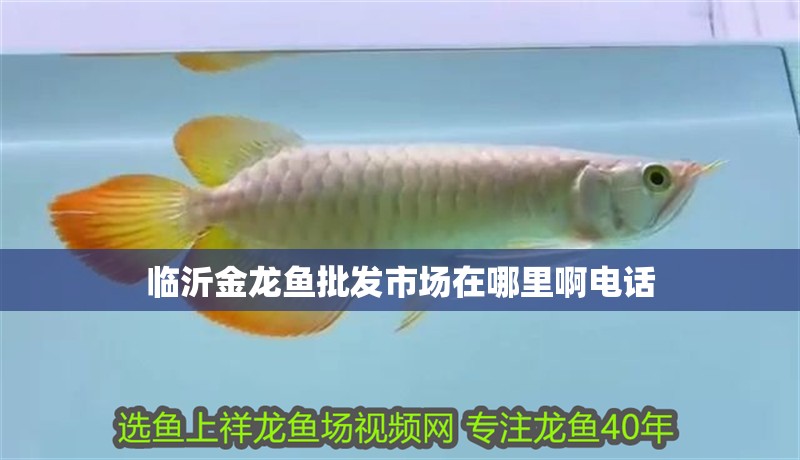 臨沂金龍魚批發市場在哪里啊電話