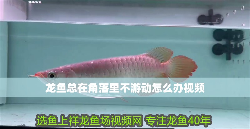 龍魚總在角落里不游動怎么辦視頻