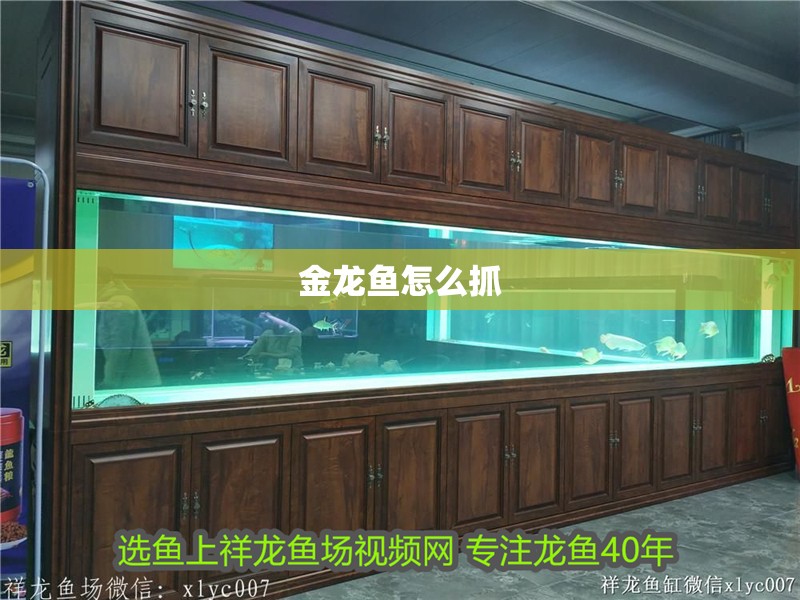 滄龍魚長什么樣子：滄龍魚是什么樣的魚