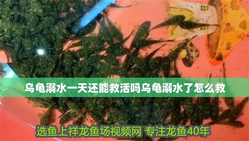 烏龜溺水一天還能救活嗎烏龜溺水了怎么救
