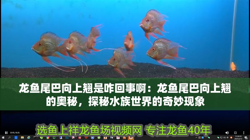 龍魚尾巴向上翹是咋回事啊：龍魚尾巴向上翹的奧秘，探秘水族世界的奇妙現象