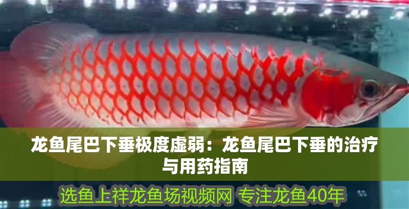 龍魚尾巴下垂極度虛弱：龍魚尾巴下垂的治療與用藥指南