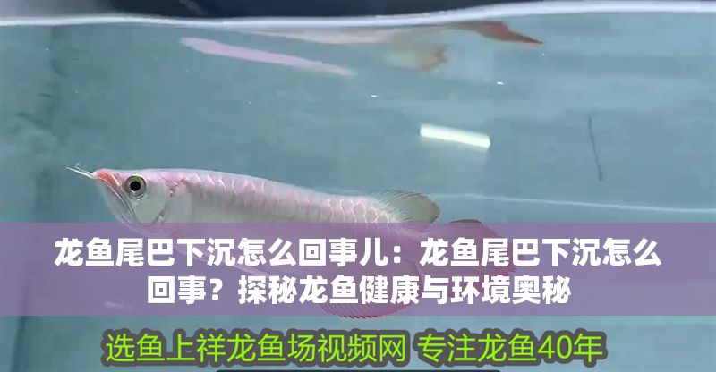 龍魚尾巴下沉怎么回事兒：龍魚尾巴下沉怎么回事？探秘龍魚健康與環(huán)境奧秘