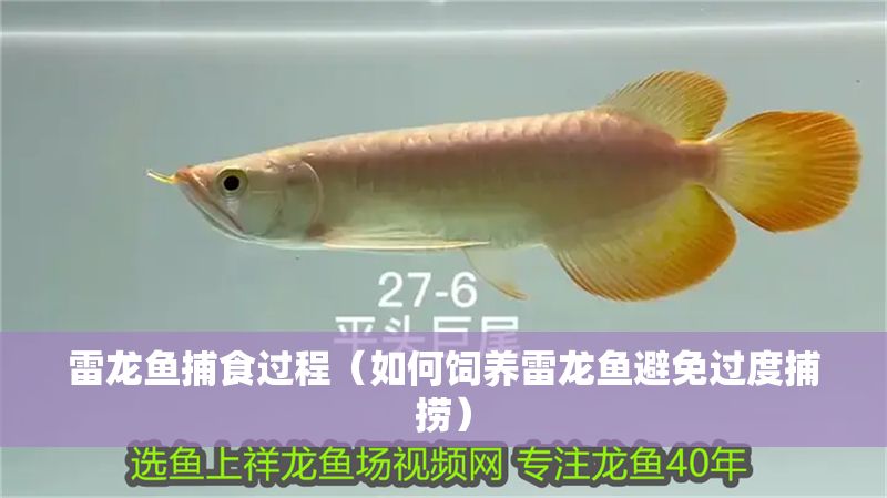 雷龍魚(yú)捕食過(guò)程（如何飼養(yǎng)雷龍魚(yú)避免過(guò)度捕撈）