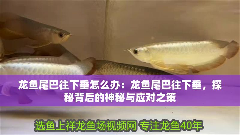 龍魚尾巴往下垂怎么辦：龍魚尾巴往下垂，探秘背后的神秘與應對之策
