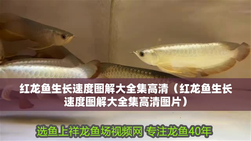 紅龍魚生長速度圖解大全集高清（紅龍魚生長速度圖解大全集高清圖片）