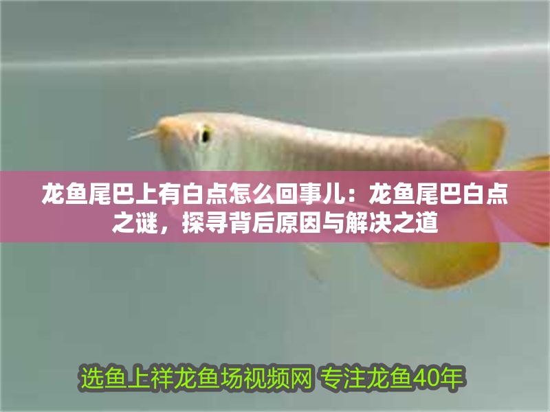 龍魚尾巴上有白點怎么回事兒：龍魚尾巴白點之謎，探尋背后原因與解決之道