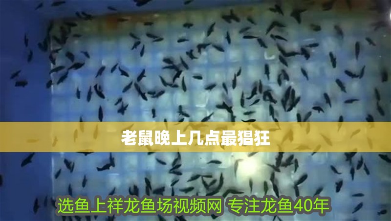 老鼠晚上幾點最猖狂