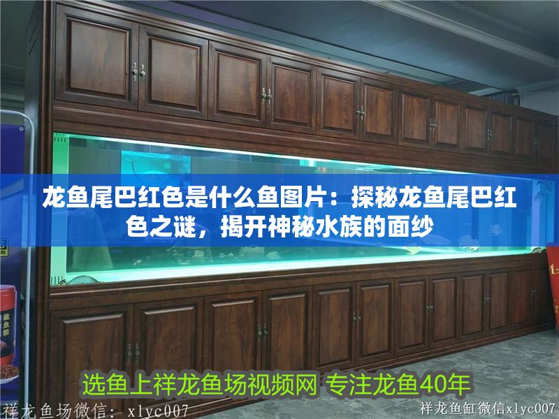 龍魚尾巴紅色是什么魚圖片：探秘龍魚尾巴紅色之謎，揭開神秘水族的面紗