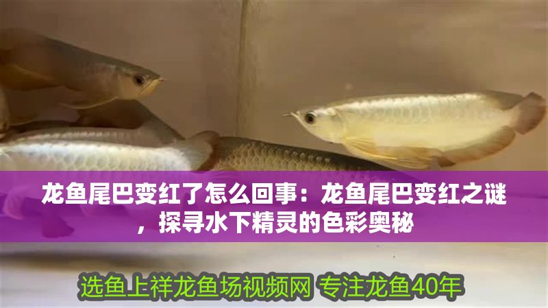 詳細(xì)閱讀:龍魚(yú)尾巴變紅了怎么回事:龍魚(yú)尾巴變紅之謎,探尋水下精靈的色彩奧秘 龍魚(yú)尾巴變紅了怎么回事:龍魚(yú)尾巴變紅之謎,探尋水下精靈的色彩奧秘