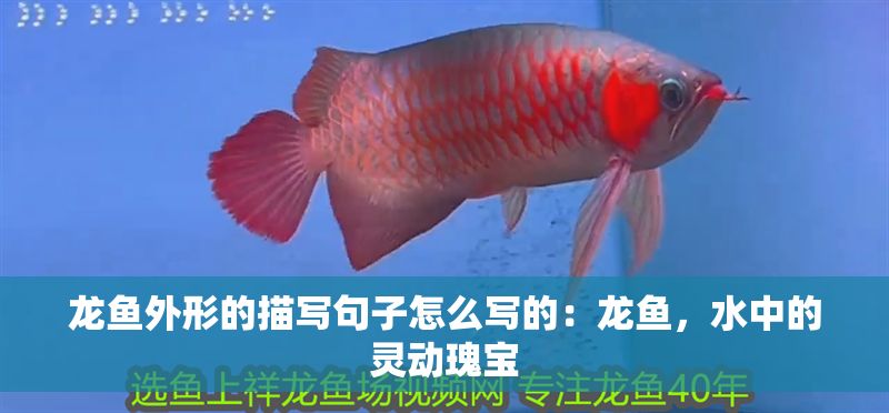 龍魚外形的描寫句子怎么寫的：龍魚，水中的靈動瑰寶