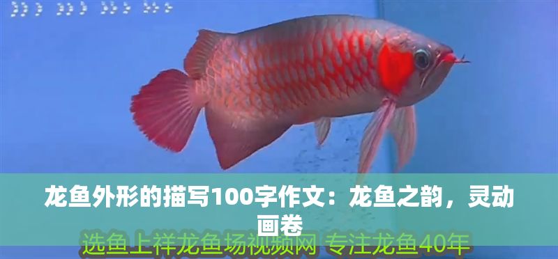 龍魚外形的描寫100字作文：龍魚之韻，靈動(dòng)畫卷