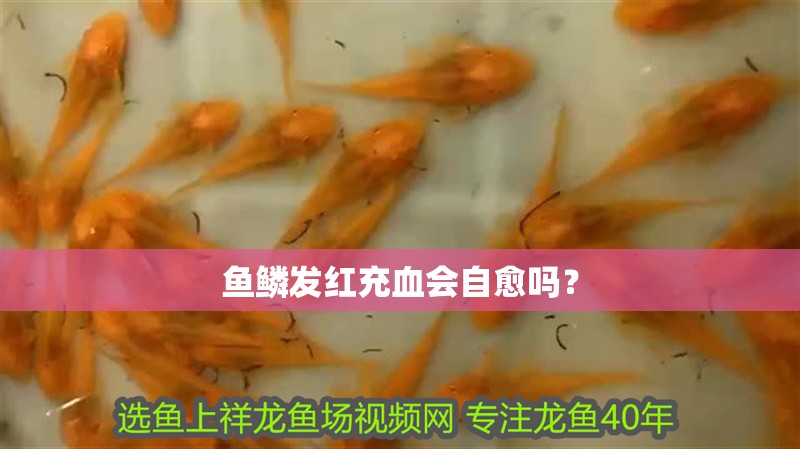 魚鱗發(fā)紅充血會(huì)自愈嗎？