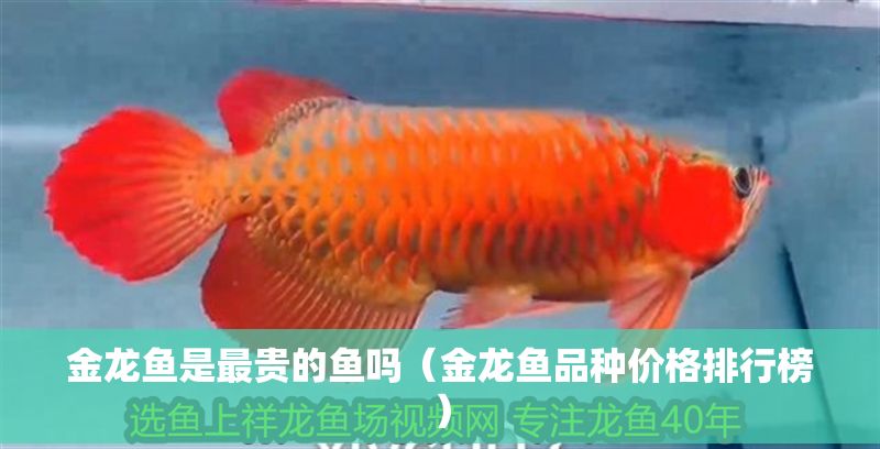金龍魚是最貴的魚嗎（金龍魚品種價格排行榜）