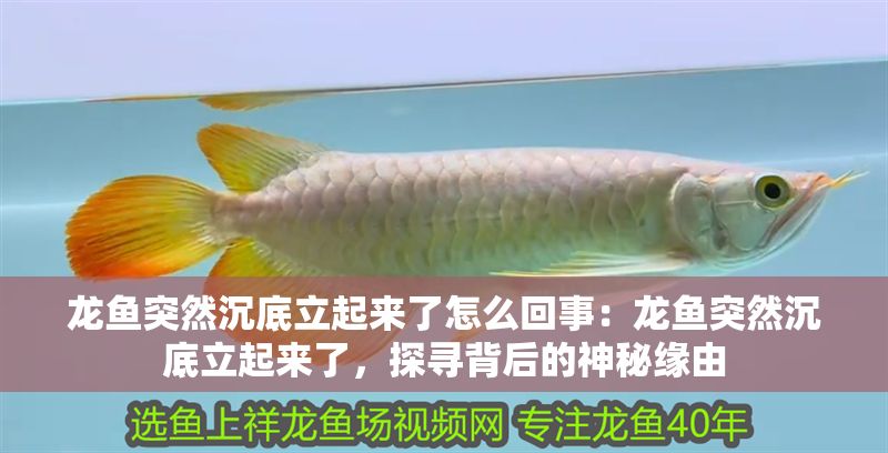 龍魚突然沉底立起來了怎么回事：龍魚突然沉底立起來了，探尋背后的神秘緣由