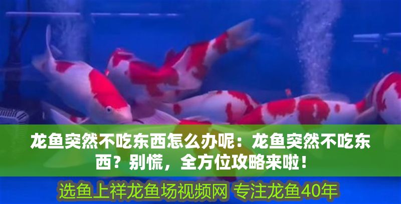 龍魚突然不吃東西怎么辦呢：龍魚突然不吃東西？別慌，全方位攻略來啦！