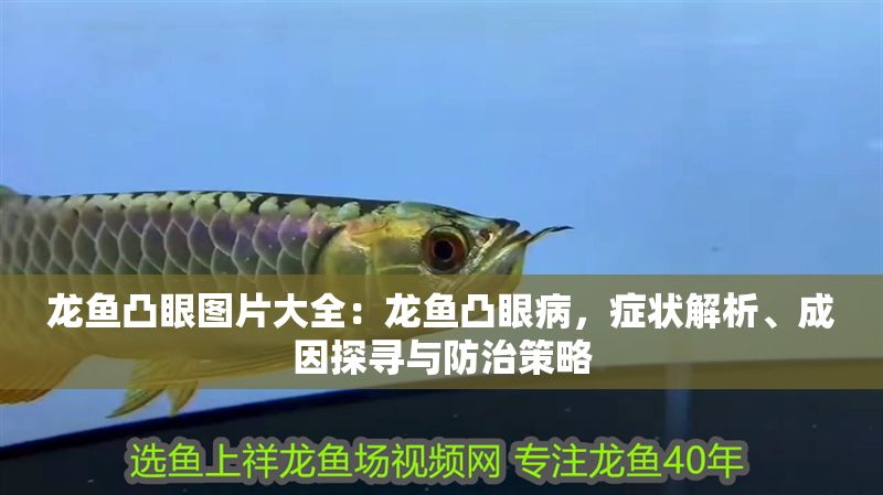龍魚凸眼圖片大全：龍魚凸眼病，癥狀解析、成因探尋與防治策略