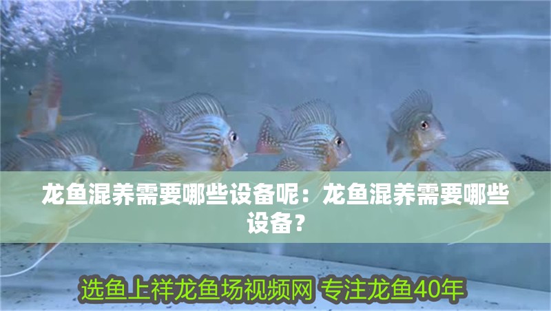 龍魚混養需要哪些設備呢：龍魚混養需要哪些設備？