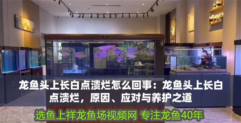 龍魚頭上長白點潰爛怎么回事：龍魚頭上長白點潰爛，原因、應對與養護之道