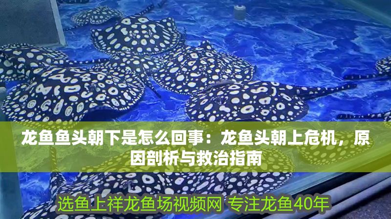 龍魚魚頭朝下是怎么回事：龍魚頭朝上危機，原因剖析與救治指南