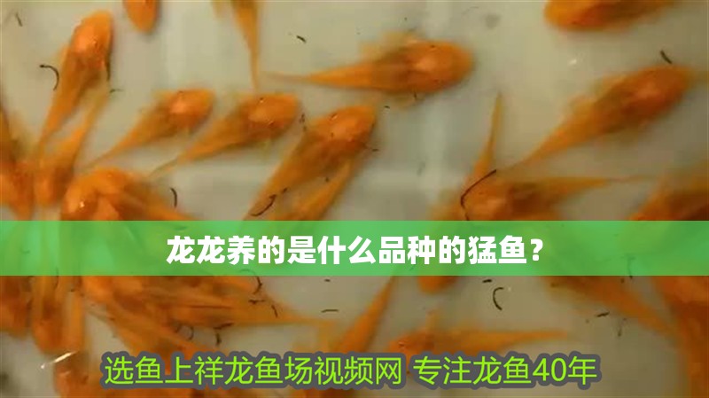 龍龍養的是什么品種的猛魚？