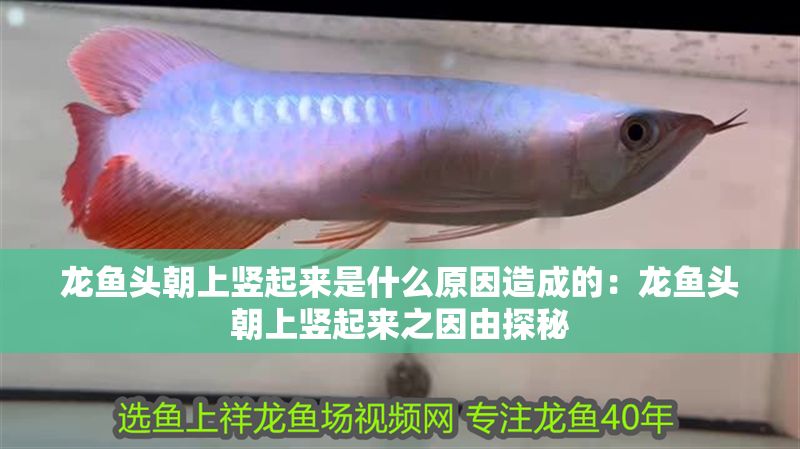龍魚頭朝上豎起來是什么原因造成的:龍魚頭朝上豎起來之因由探秘 龍魚百科 第1張 龍魚頭朝上豎起來是什么原因造成的:龍魚頭朝上豎起來之因由探秘 龍魚頭朝上豎起來是什么原因造成的:龍魚頭朝上豎起來之因由探秘 龍魚百科 第1張