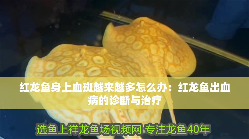 紅龍魚身上血斑越來越多怎么辦：紅龍魚出血病的診斷與治療