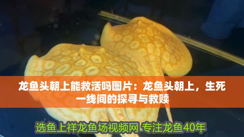 龍魚頭朝上能救活嗎圖片：龍魚頭朝上，生死一線間的探尋與救贖