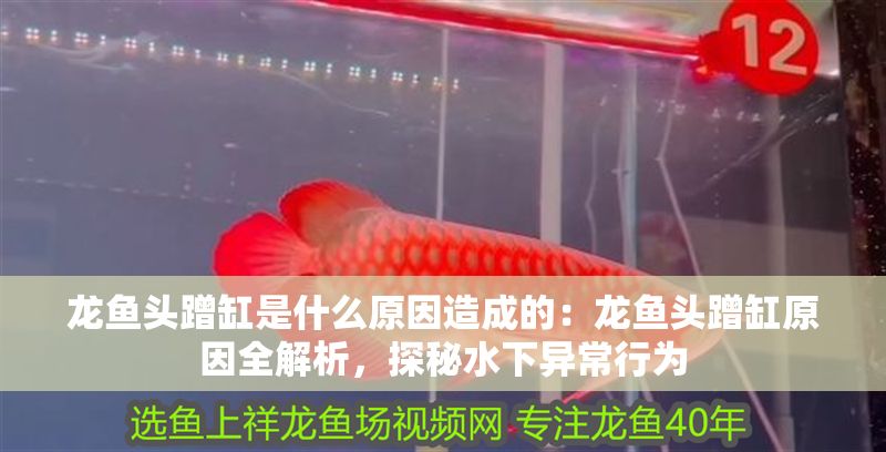 龍魚頭蹭缸是什么原因造成的：龍魚頭蹭缸原因全解析，探秘水下異常行為