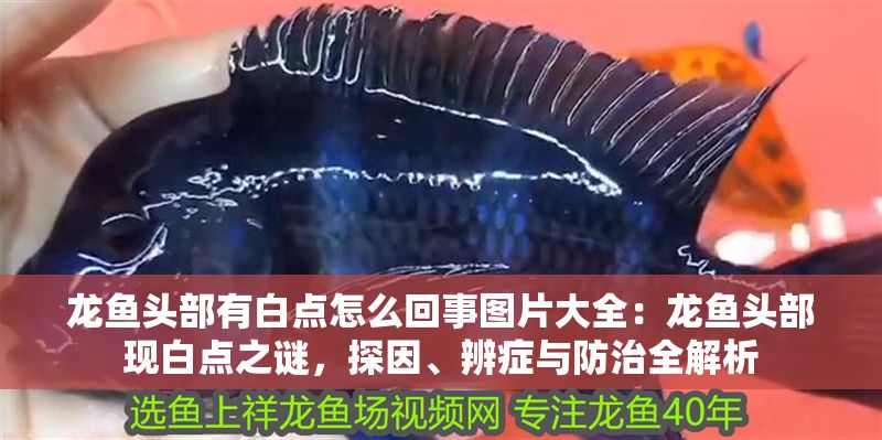 龍魚頭部有白點怎么回事圖片大全：龍魚頭部現白點之謎，探因、辨癥與防治全解析