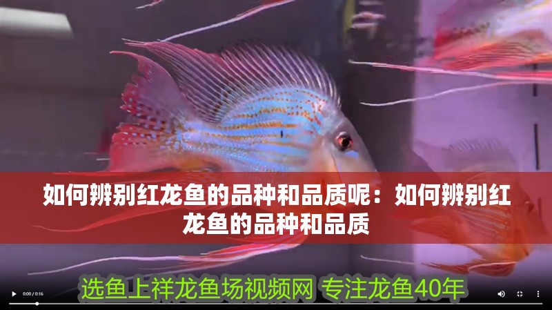 如何辨別紅龍魚的品種和品質呢：如何辨別紅龍魚的品種和品質