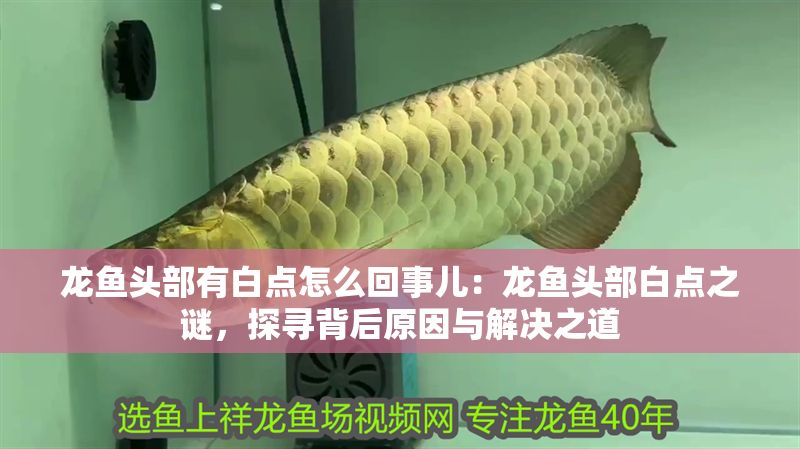 龍魚頭部有白點怎么回事兒：龍魚頭部白點之謎，探尋背后原因與解決之道