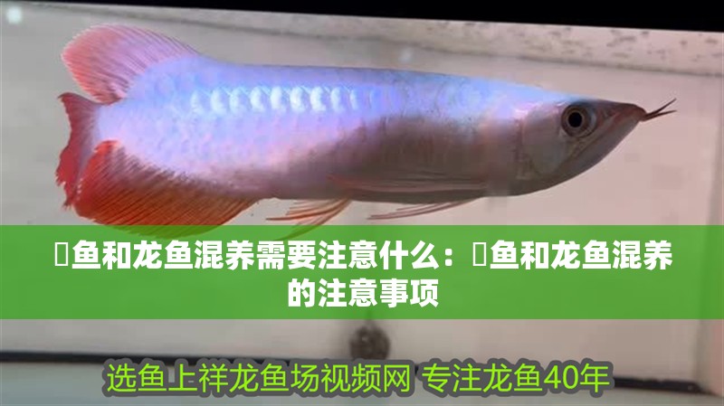 魟魚和龍魚混養需要注意什么：魟魚和龍魚混養的注意事項
