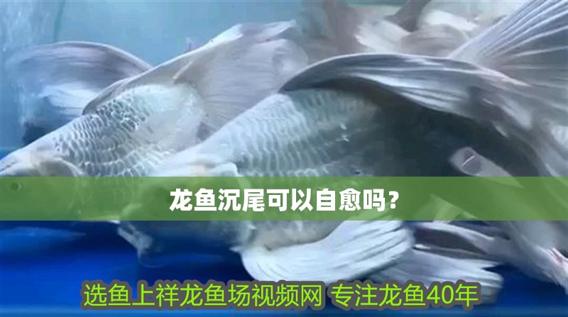 龍魚沉尾可以自愈嗎？
