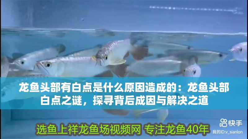 龍魚頭部有白點是什么原因造成的：龍魚頭部白點之謎，探尋背后成因與解決之道