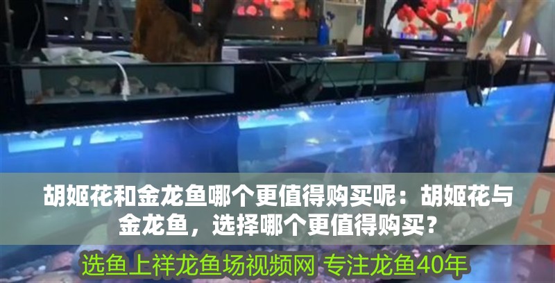 胡姬花和金龍魚哪個更值得購買呢：胡姬花與金龍魚，選擇哪個更值得購買？