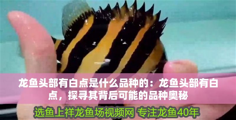 龍魚頭部有白點是什么品種的：龍魚頭部有白點，探尋其背后可能的品種奧秘