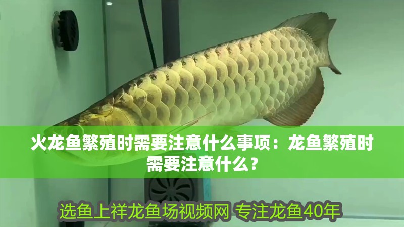 火龍魚繁殖時(shí)需要注意什么事項(xiàng)：龍魚繁殖時(shí)需要注意什么？