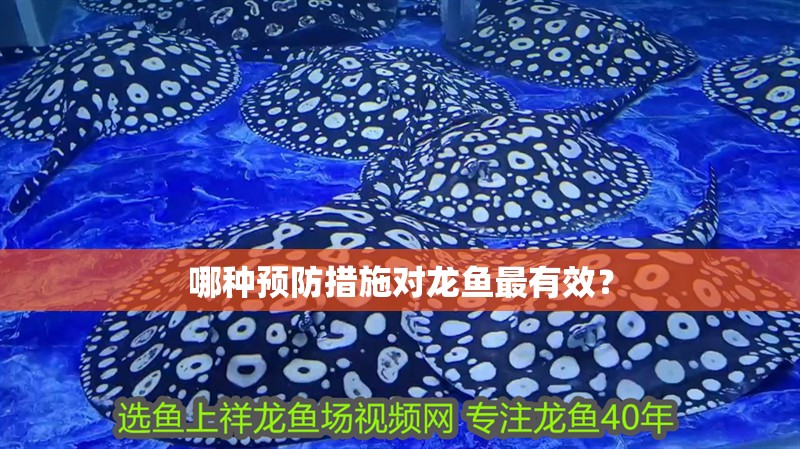 哪種預防措施對龍魚最有效？