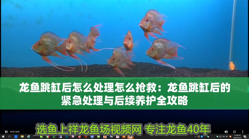 龍魚跳缸后怎么處理怎么搶救：龍魚跳缸后的緊急處理與后續(xù)養(yǎng)護(hù)全攻略