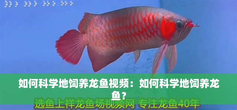 如何科學地飼養龍魚視頻：如何科學地飼養龍魚？