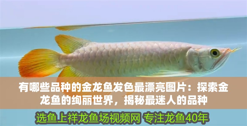 有哪些品種的金龍魚發色最漂亮圖片：探索金龍魚的絢麗世界，揭秘最迷人的品種