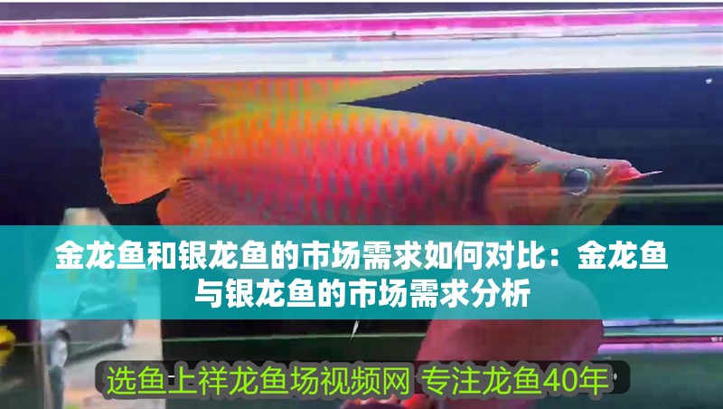 金龍魚和銀龍魚的市場需求如何對比：金龍魚與銀龍魚的市場需求分析
