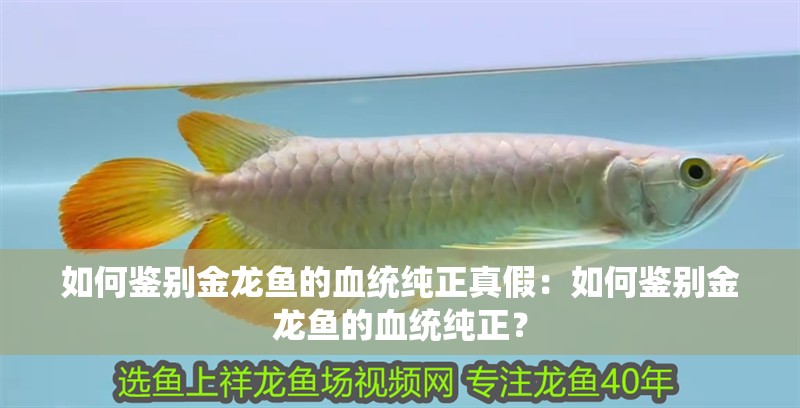 如何鑒別金龍魚的血統純正真假：如何鑒別金龍魚的血統純正？