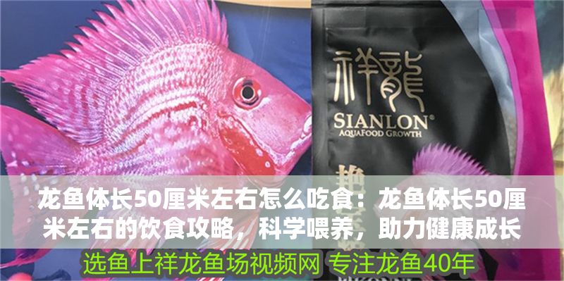 龍魚(yú)體長(zhǎng)50厘米左右怎么吃食：龍魚(yú)體長(zhǎng)50厘米左右的飲食攻略，科學(xué)喂養(yǎng)，助力健康成長(zhǎng)