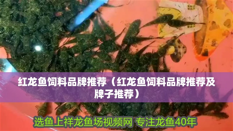 紅龍魚飼料品牌推薦（紅龍魚飼料品牌推薦及牌子推薦）